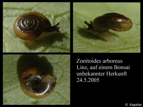 Zonitoides arboreus