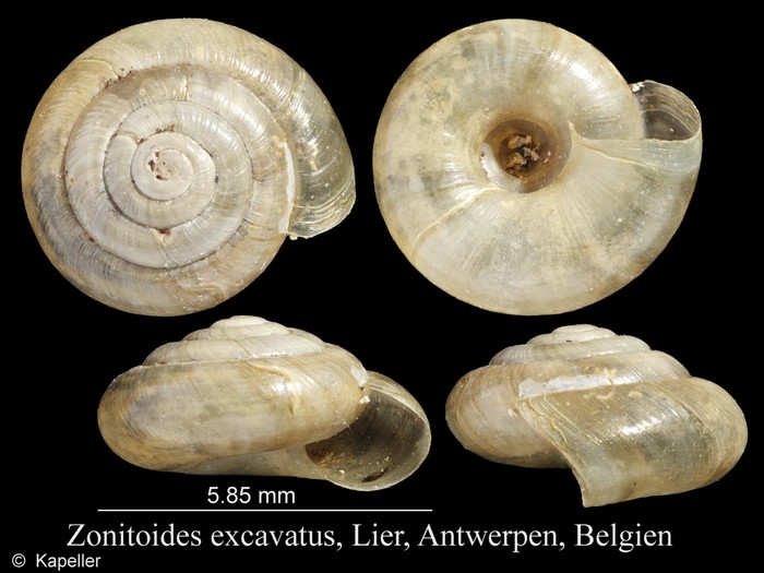 Zonitoides excavatus Zonitoides excavatus