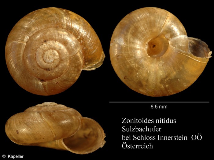 Zonitoides nitidus