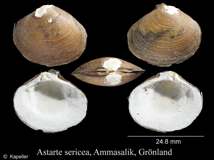 Astarte sericea Astarte sericea