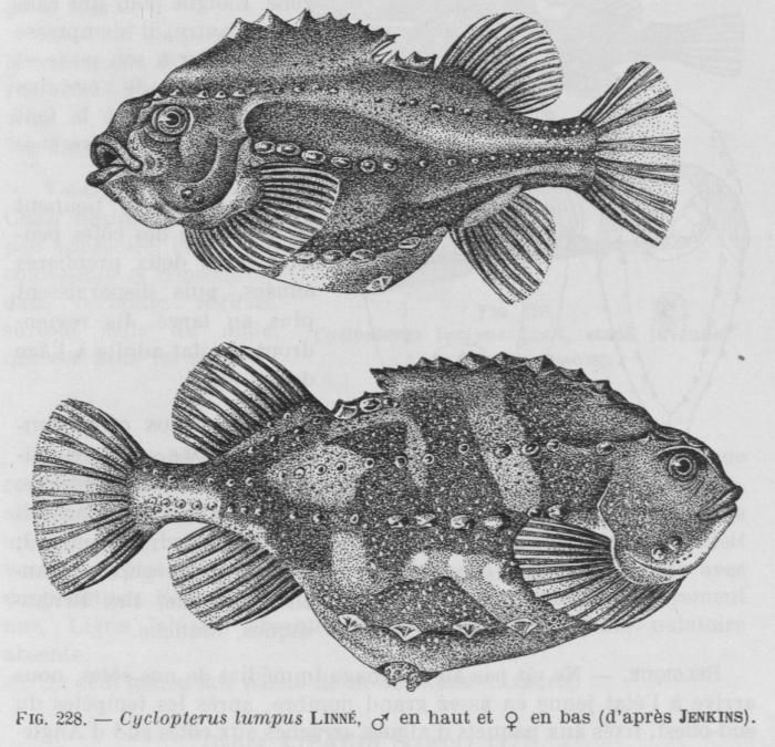Poll (1947, fig. 228) Poll (1947, fig. 228)
