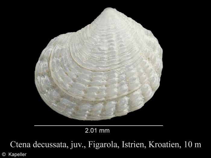 Ctena decussata