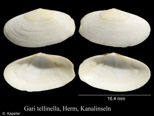 Gari tellinella