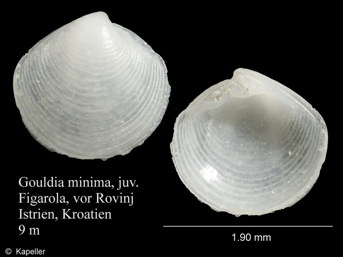 Gouldia minima