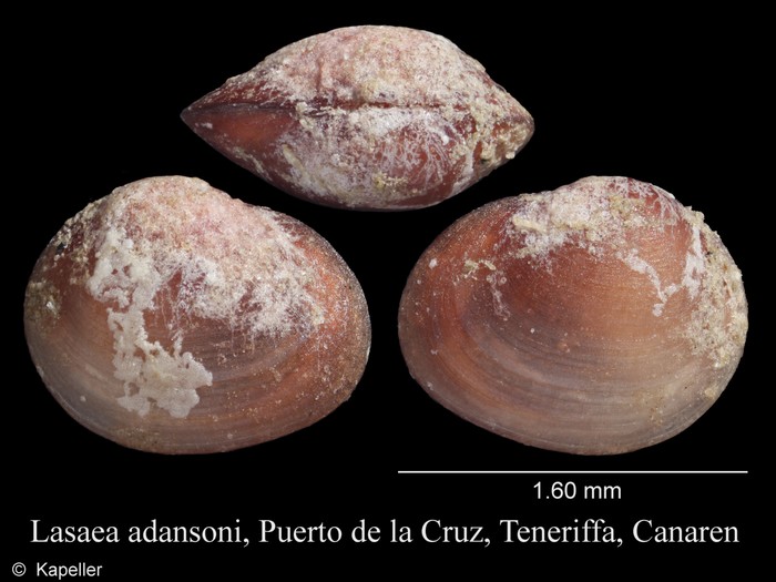 Lasaea adansoni Lasaea adansoni