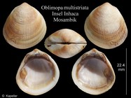 Oblimopa multistriata