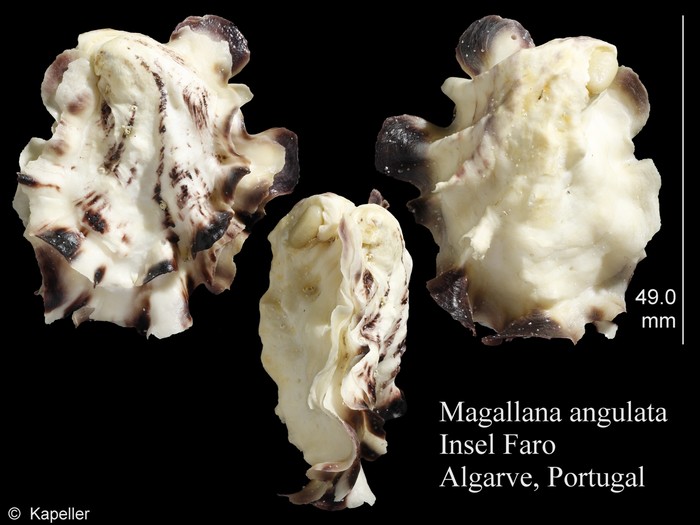 Magallana angulata Magallana angulata