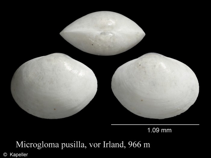 Microgloma pusilla