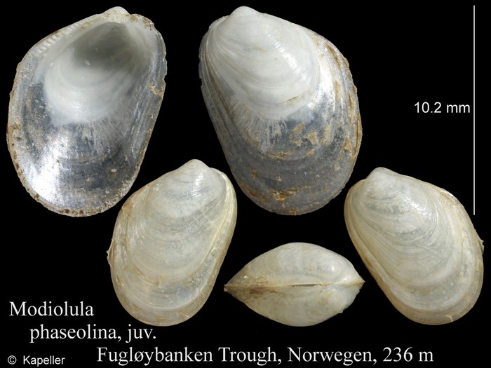Modiolula phaseolina Modiolula phaseolina