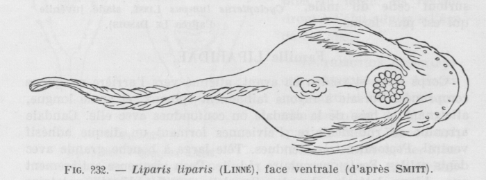 Poll (1947, fig. 232)