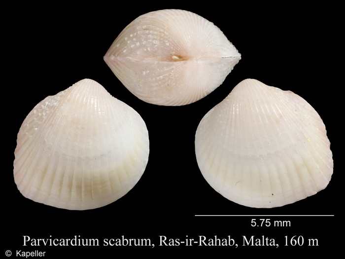 Parvicardium scabrum