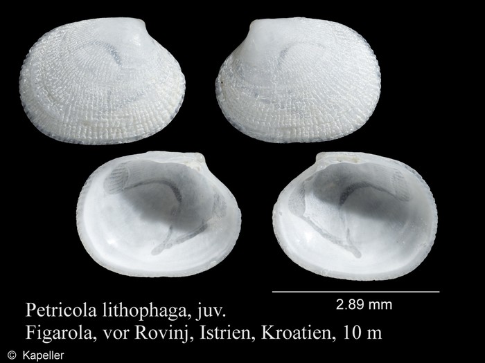 Petricola lithophaga Petricola lithophaga