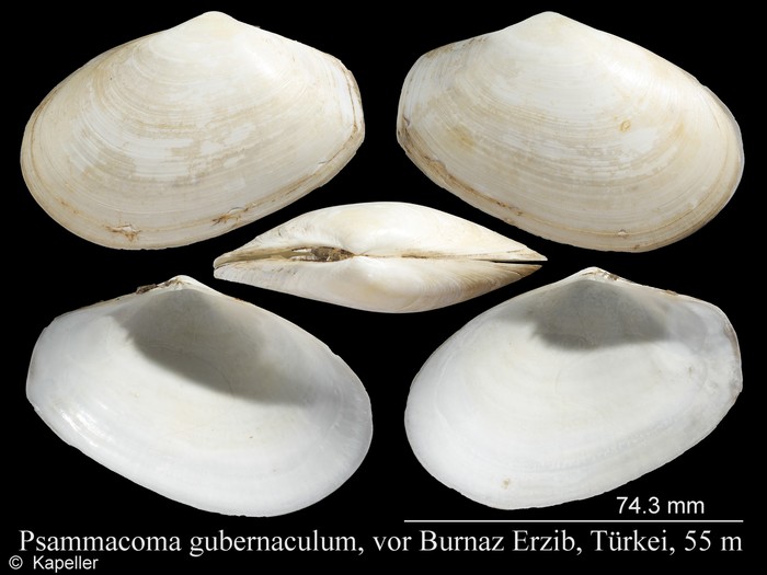 Psammacoma gubernaculum