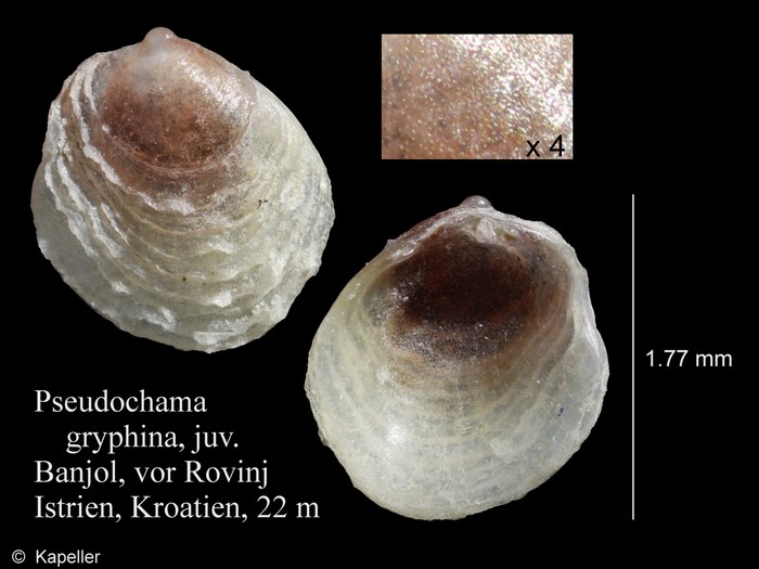 Pseudochama gryphina Pseudochama gryphina