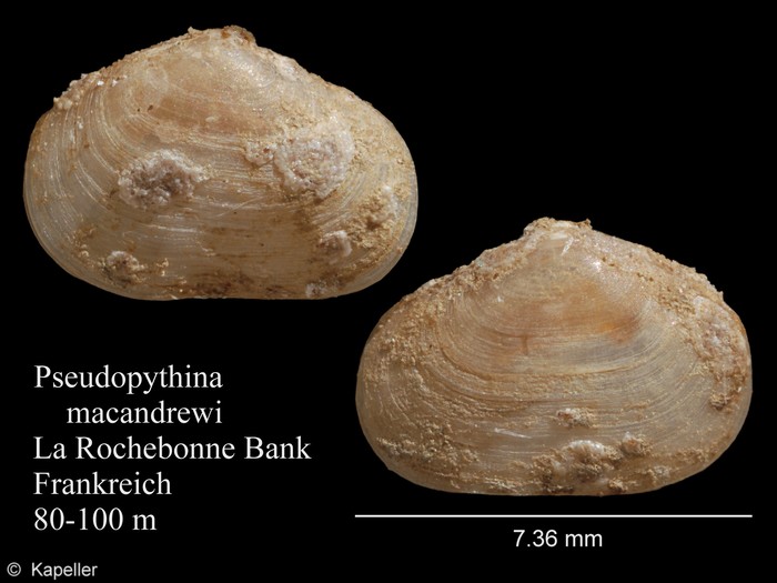 Pseudopythina macandrewi