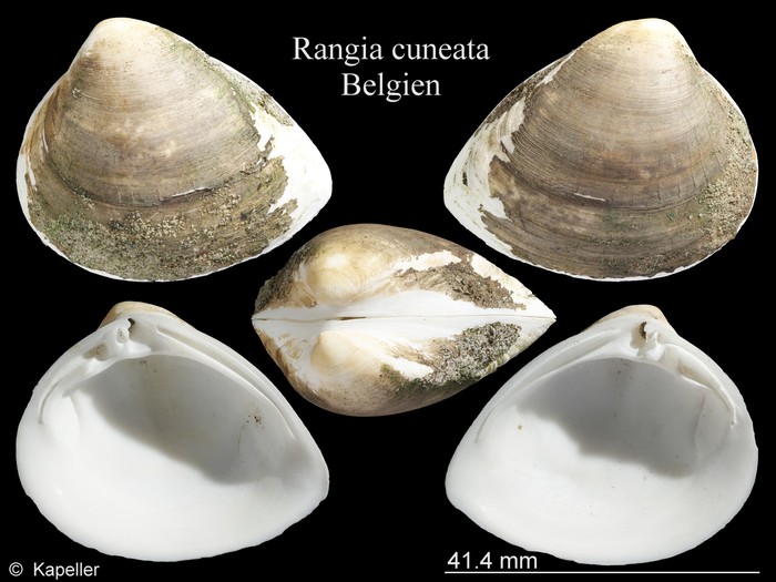 Rangia cuneata