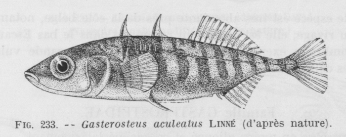 Poll (1947, fig. 233)