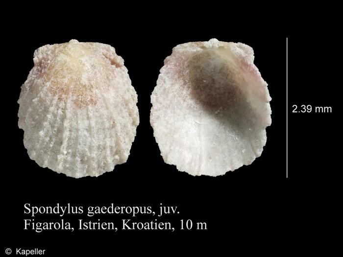 Spondylus gaederopus