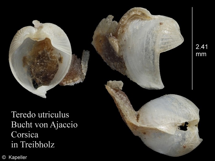 Teredo utriculus Teredo utriculus