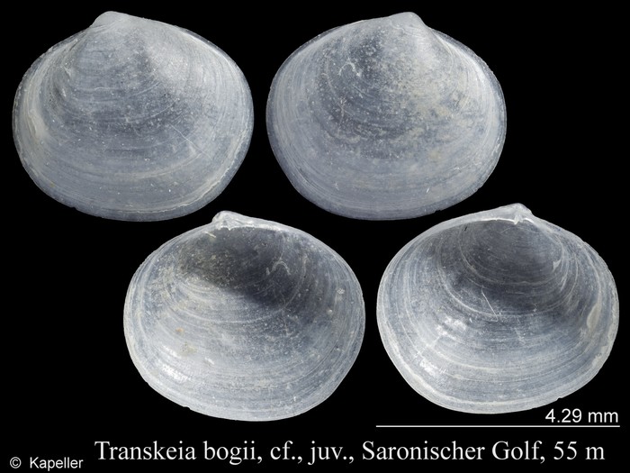 Transkeia bogii Transkeia bogii