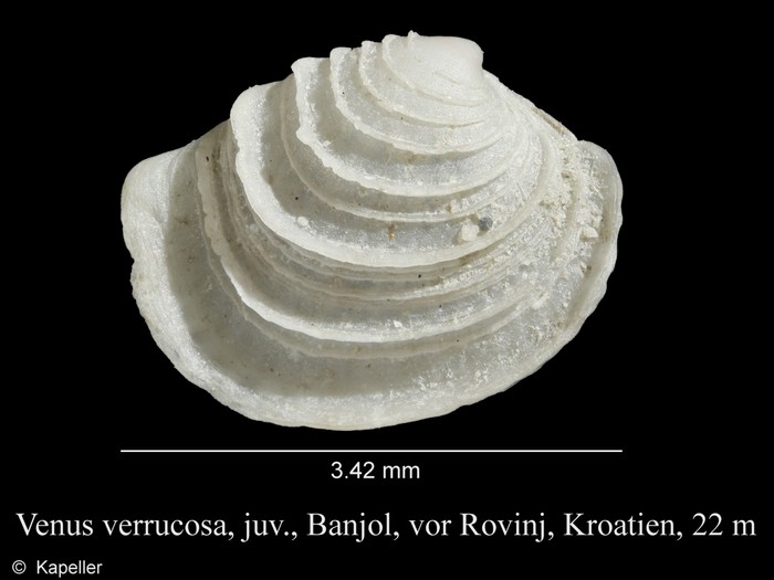 Venus verrucosa