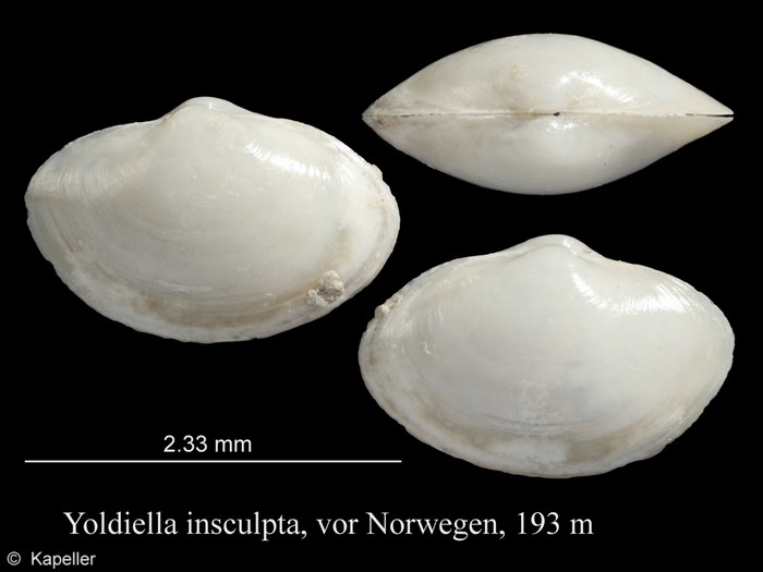 Yoldiella insculpta Yoldiella insculpta