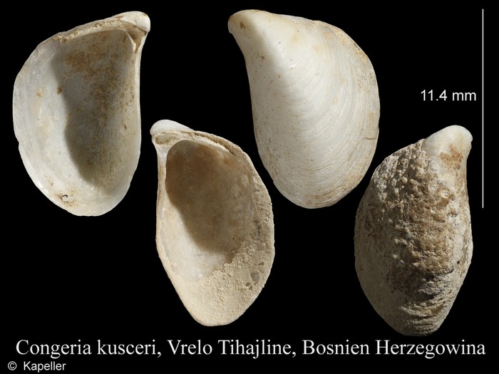 Congeria kusceri Congeria kusceri