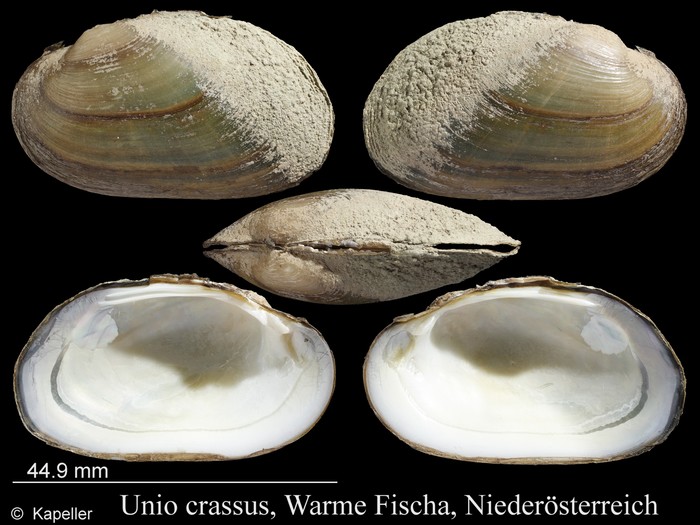 Unio crassus