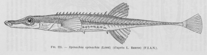 Poll (1947, fig. 235)