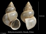 Bithynia troschelii