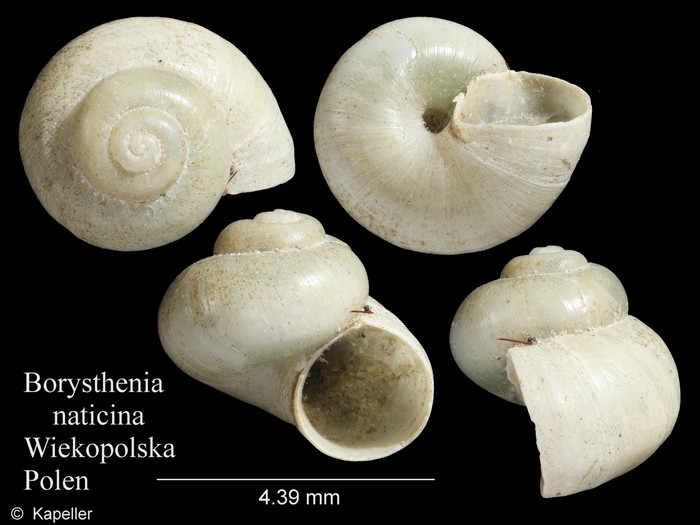 Borysthenia naticina