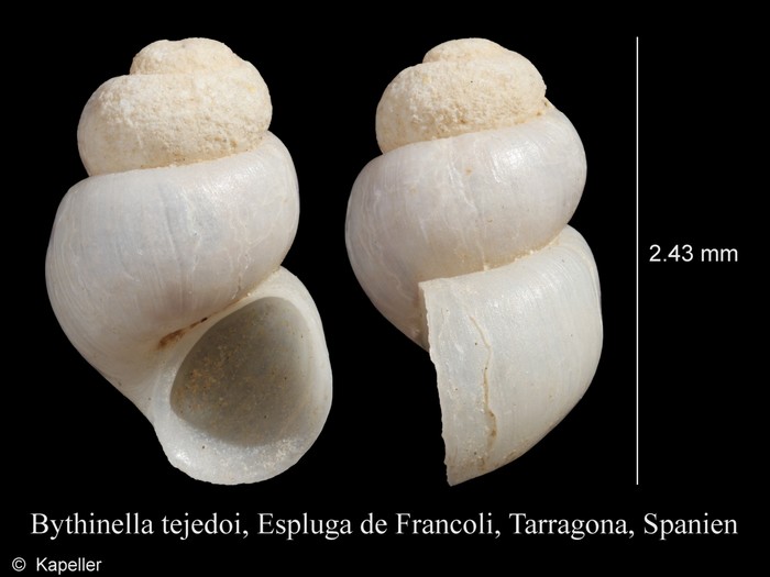 Bythinella tejedoi Bythinella tejedoi