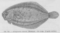 Pleuronectiformes