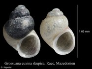 Grossuana euxina skupica