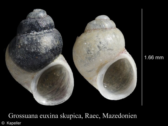 Grossuana euxina skupica Grossuana euxina skupica