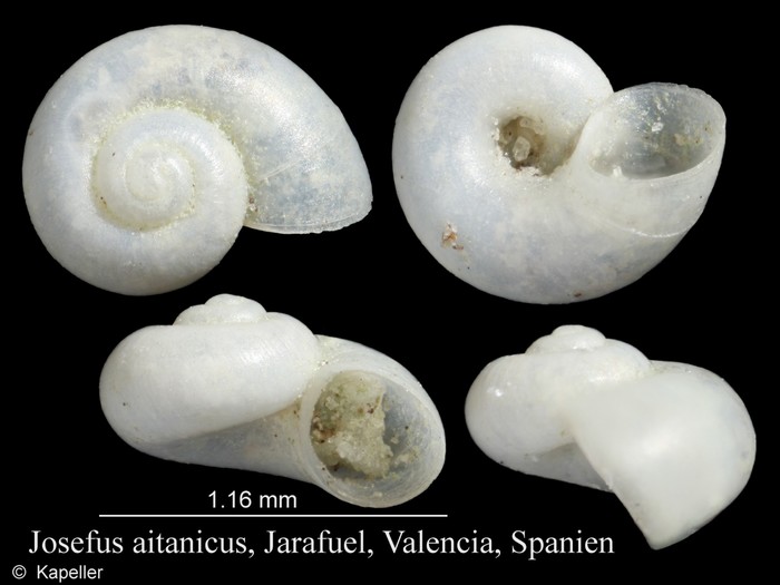 Josefus aitanicus Josefus aitanicus