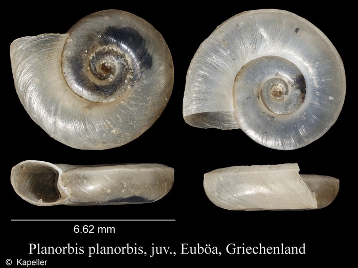 Planorbis planorbis Planorbis planorbis