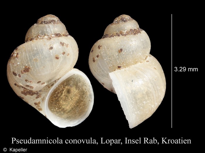 Pseudamnicola conovula Pseudamnicola conovula
