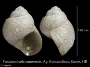 Pseudamnicola samosensis