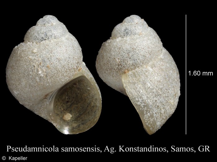 Pseudamnicola samosensis