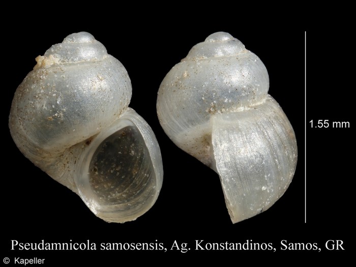 Pseudamnicola samosensis Pseudamnicola samosensis