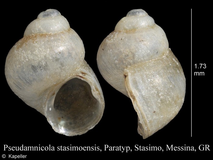 Pseudamnicola stasimoensis Pseudamnicola stasimoensis