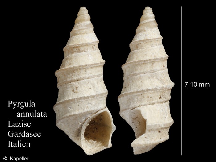 Pyrgula annulata Pyrgula annulata