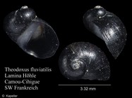 Theodoxus fluviatilis