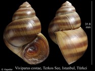Viviparus costae
