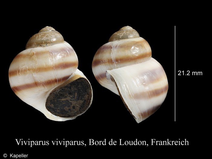 Viviparus viviparus Viviparus viviparus