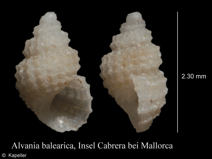 Alvania balearica Alvania balearica