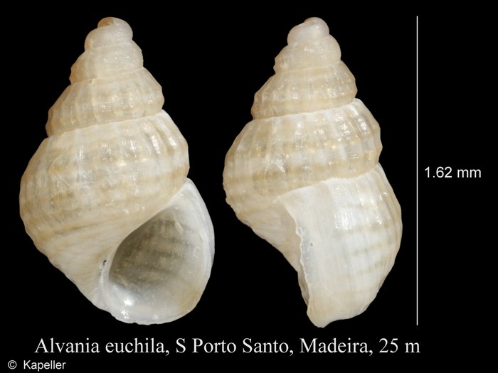 Alvania euchila Alvania euchila