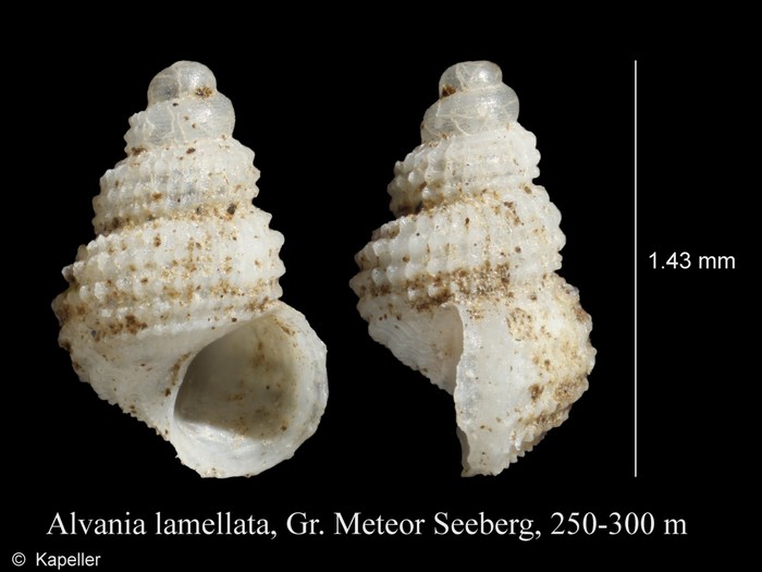 Alvania lamellata Alvania lamellata