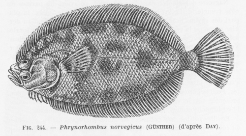 Poll (1947, fig. 244)